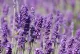 Coltivare la Lavanda in giardino e sul balcolne