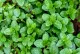 Decorare il giardino e il balcone con le piantine di Menta